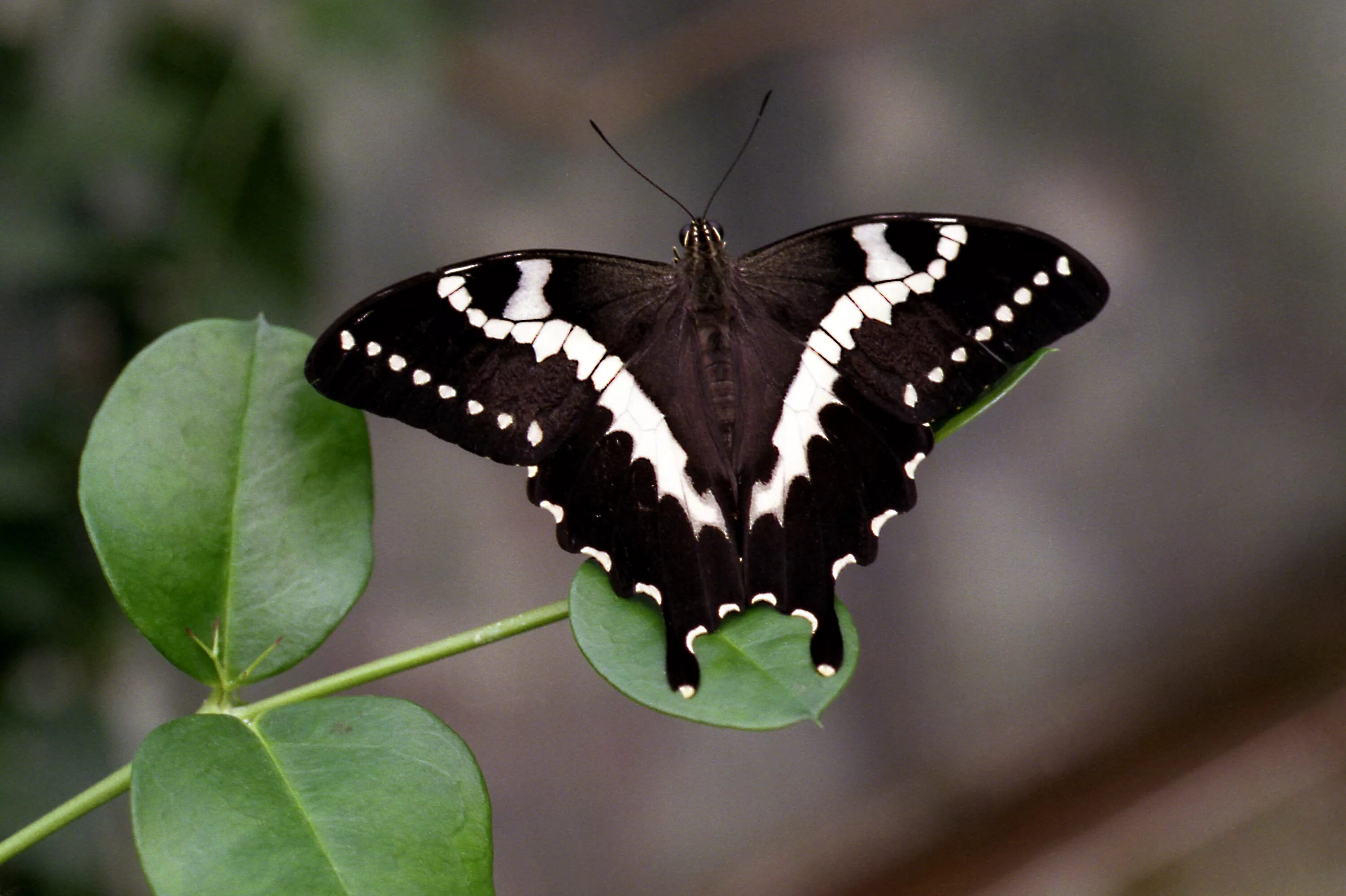 Сохранение темных бабочек в результате. Черный Кардинал бабочка. Бабочка Баттерфляй Блэк. Бабочка парусник Коцебу. Изумрудный Махаон бабочка.