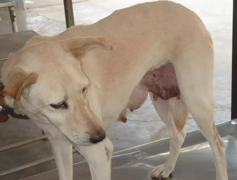 Собака боли. Трансмиссивная венерическая опухоль собак. Опухоль молочной железы у собаки.