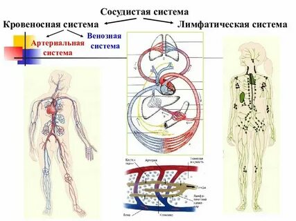 Лимфатическая система контрольная работа