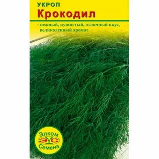 Сорта укропа