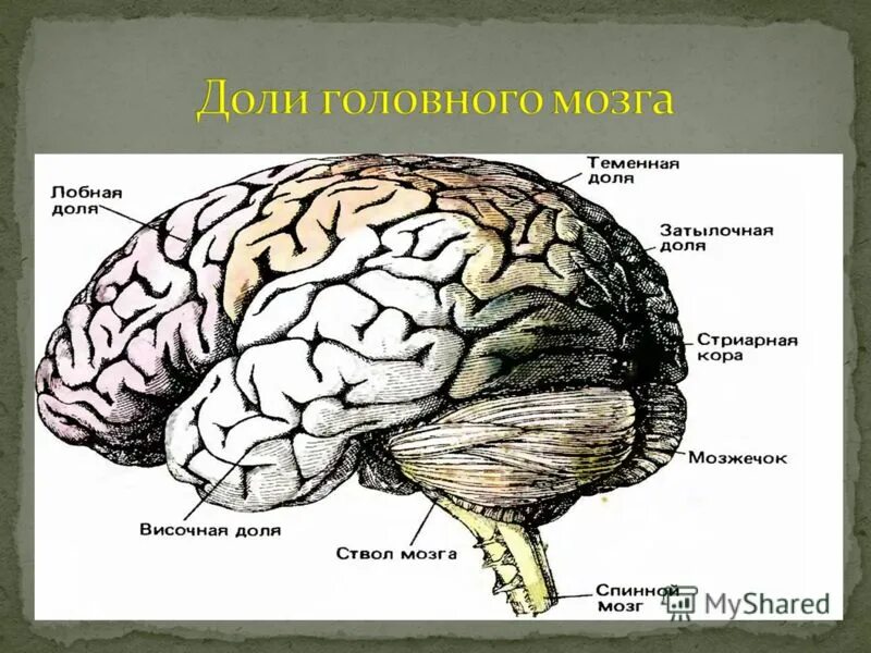 строение мозга ученые. строение мозга человека раскраска. строение мозга ученые. функциональные зоны и доли коры головного мозга. красивый мозг.