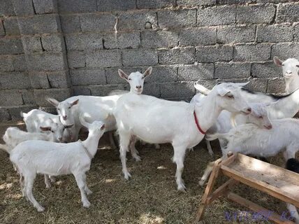 Men amakivachcham bilan jinsiy aloqada bolganman