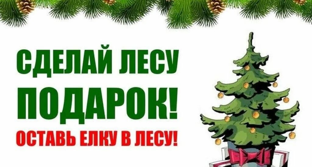 ПОРЯДОК ПРОВЕДЕНИЯ ЛЕСНОЙ СЕРТИФИКАЦИИ - презентация, доклад, проект скачать