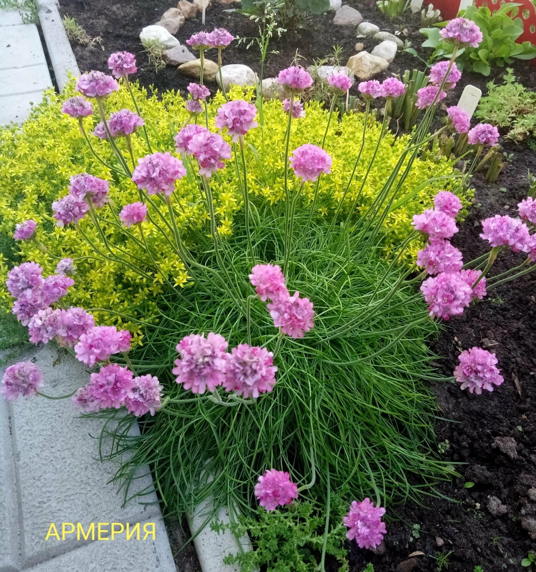 Армерия купить семена. Армерия Приморская. Армерия Приморская многолетник.