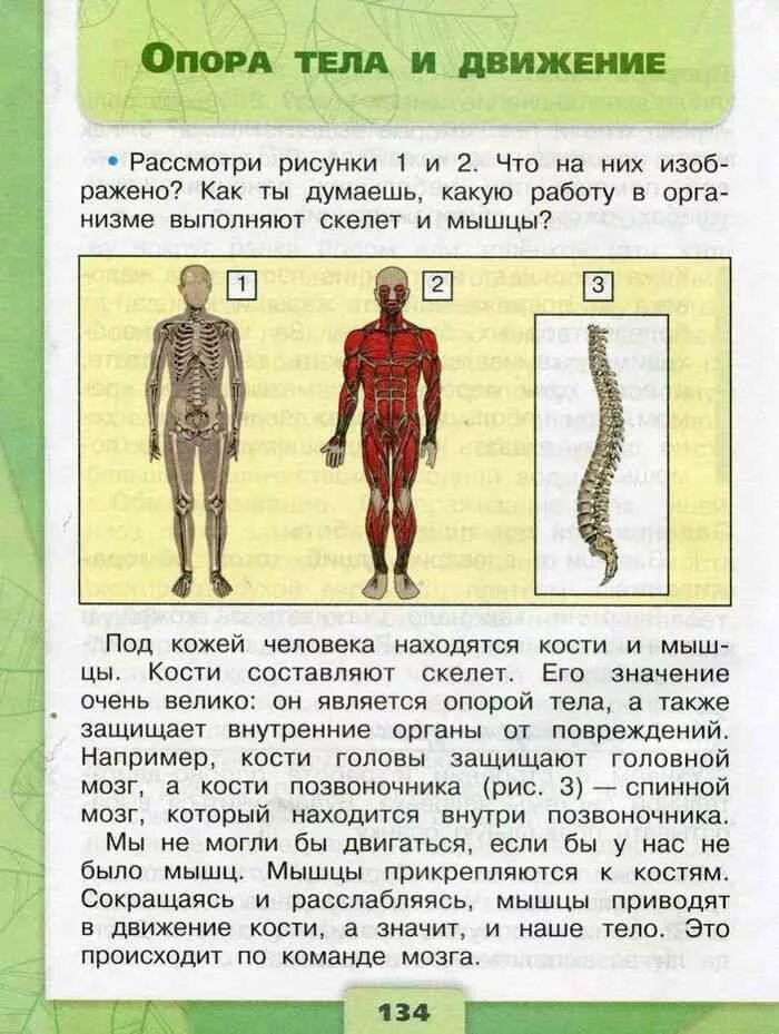 Проверочная работа по окружающему миру строение человека. Человек окружающий мир 3 класс Плешаков человек.. Окружающий мир 3 класс Плешаков 1 часть 3 класс темы. Опора тела и движение 3 класс окружающий мир Плешаков. Тело человека окружающий мир 3 класс Плешаков.