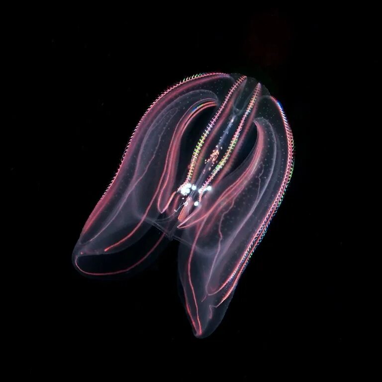 Comb jellies. Медуза Гребневик. Мнемиопсис медуза. Гребневик мнемиопсис. Гребневик мнемиопсис Mnemiopsis leidyi.