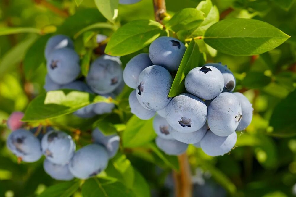 Vaccinium corymbosum bluecrop. Голубика высокорослая блюкроп. Голубика в тундре. Голубика нельсон. Голубика элизабет куст.