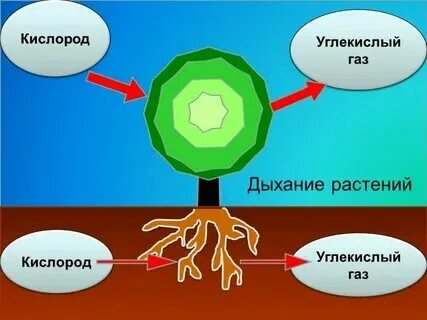 Выделяемый газ при дыхании растений