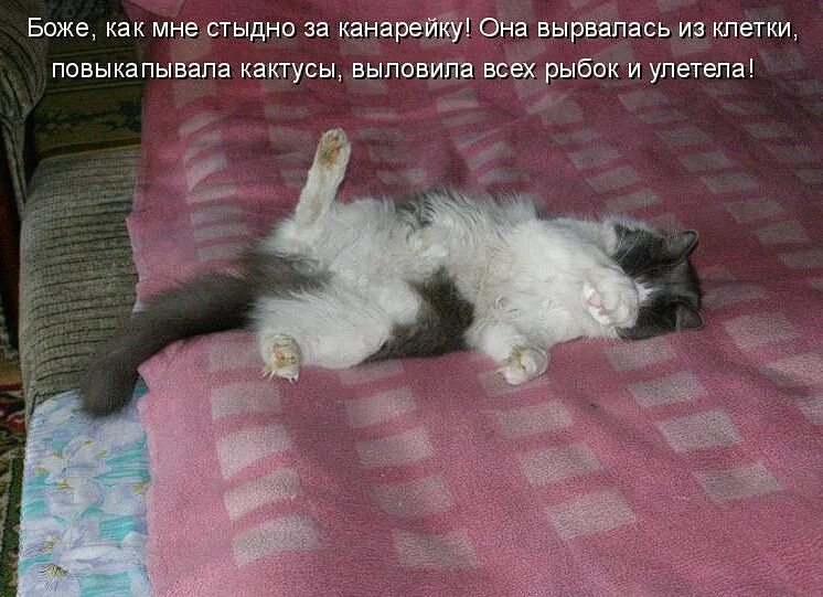 Почему коты молчат