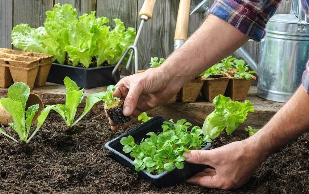 Огородик пряных трав. Салатная грядка. Грядки для зелени. Как садить зелень. Латук на грядке.