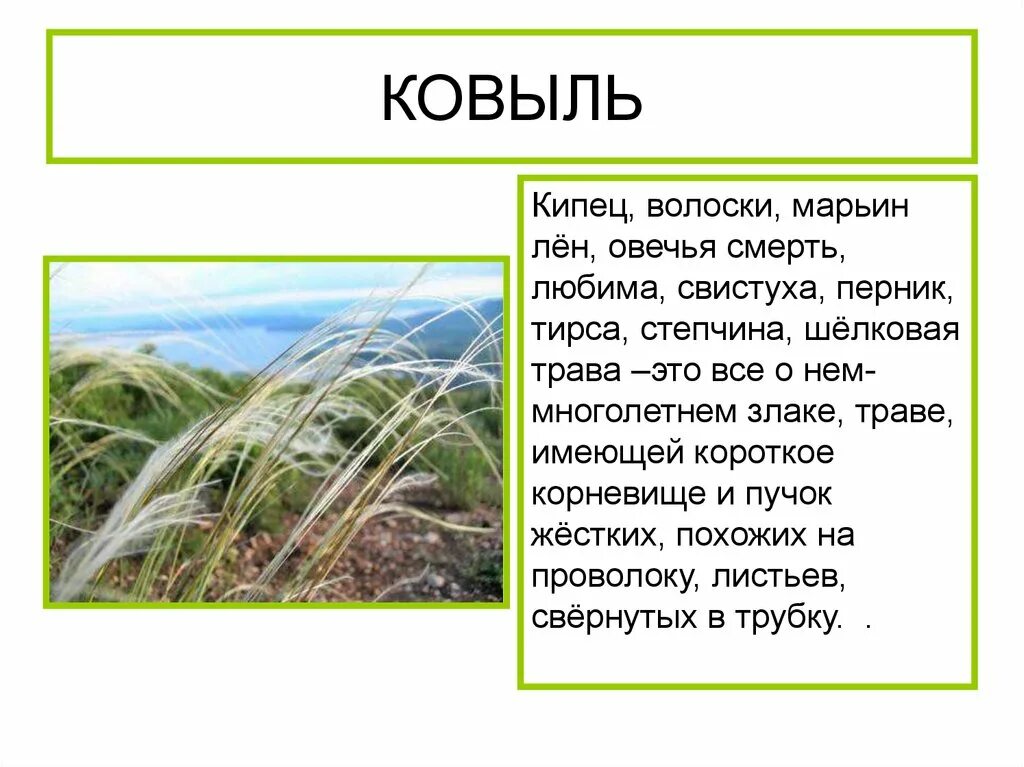 Для каких природных зон ковыль является типичным. Ковыль. Природные зоны России ковыль. Ковыль обитает. Ковыль природная зона.