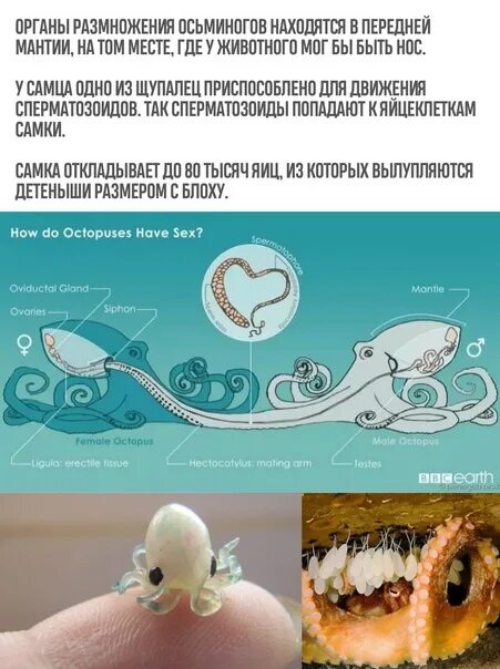 Квадроберы в питере размножаются видео. Размножение осьминогов. как размножаются осьминоги. размножение осьминогов схема. как осьминоги размножаются осьминоги.