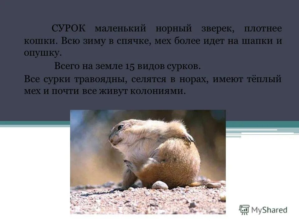 сурок впадает в спячку зимой. сурок впадает в спячку зимой. сурок в спячке. суслик впадает в спячку зимой. сурок впадает в спячку зимой.