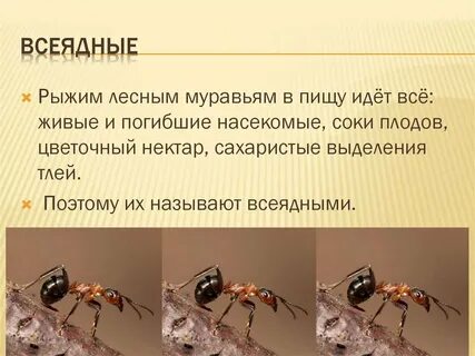 Например насекомые в природе важны как