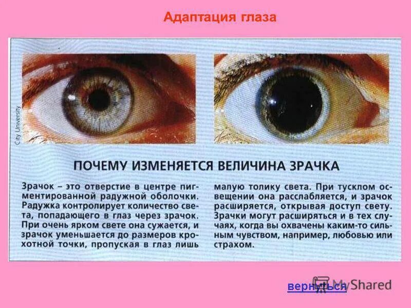 Почему глаза реагируют на свет. Широкие зрачки не реагируют на свет. расширенный зрачок не реагирует на свет. когда зрачки не реагируют на свет. зрачки расширены и не реагируют на свет.