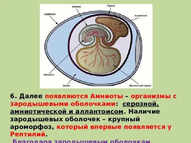 Зародышевые оболочки пресмыкающихся. Зародышевые оболочки амнион хорион и аллантоис. Амниотическая оболочка зародыша человека. Хорион амнион аллантоис функции.