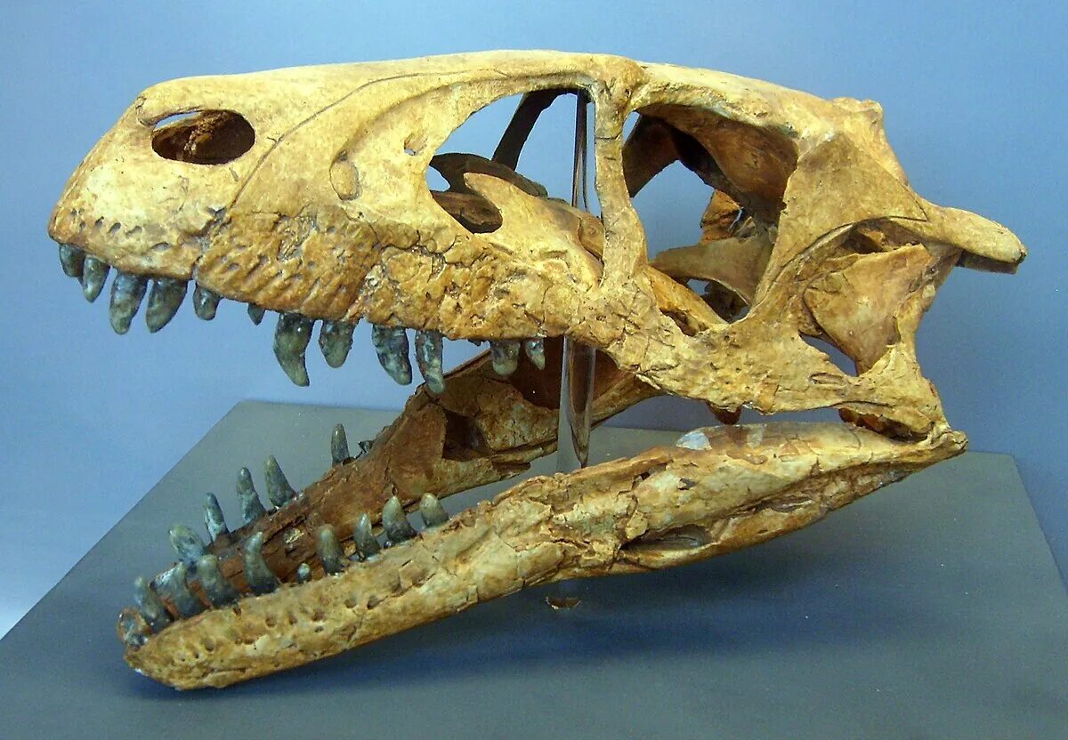 Дромеозавр. Дромеозавр скелет. dromaeosaurus albertensis. дромеозавр динозавр. дромеозавр дромеозавриды.