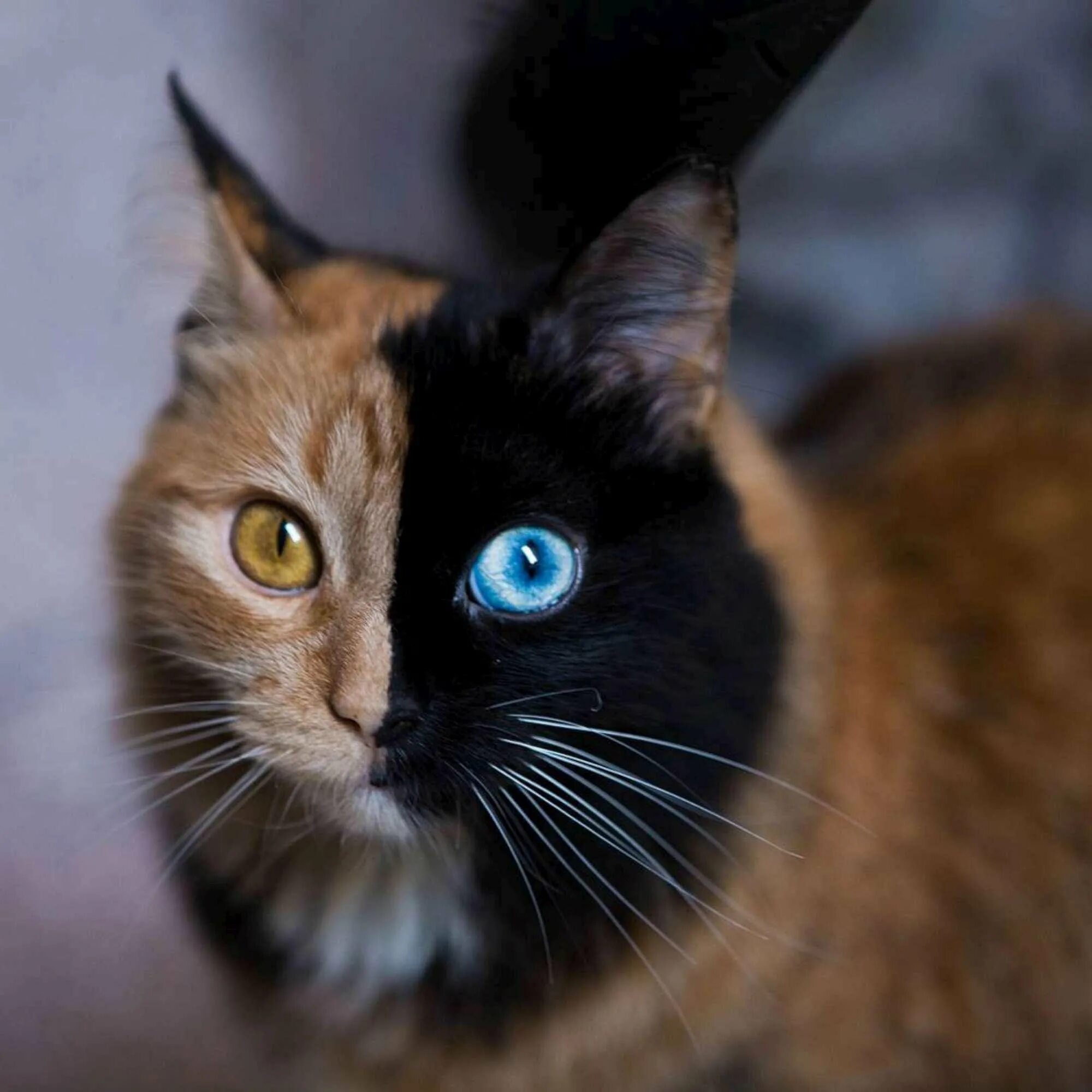 Глаза кошки. Коричневые глаза у кошки. Глаза кошки. Охос азулес рыжий. Кошка с коричневыми глазами.