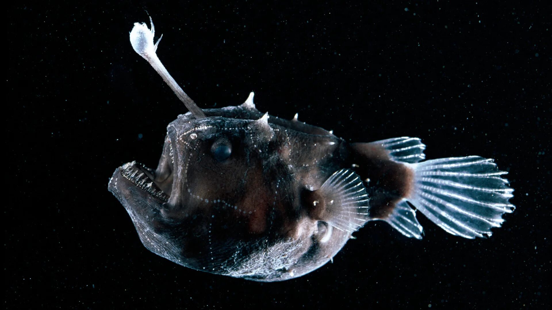 Глубоководные рыбы океанов. Морской черт удильщик. Морской черт глубоководный удильщик. Европейский удильщик морской чёрт. Глубоководная рыба удильщик.