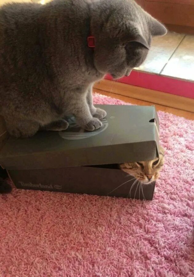 Доминирующий кот. Кот в коробке. кот в маленькой коробке. коробка для кота. смешные коты в коробках.