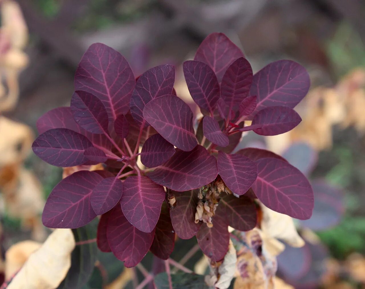 Темно фиолетовые листья растение. Скумпия Кожевенная Cotinus coggygria. Скумпия Кожевенная пурпурная. Скумпия Кожевенная Роял Пурпл. Скумпия Роял перпл.