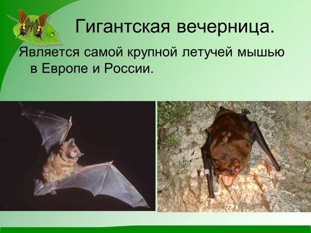 Как летучая мышь защищается от врагов. Вечерница рукокрылые. вечерница летучая мышь. гигантская вереница летучая мыш. рыжая вечерница отряд.