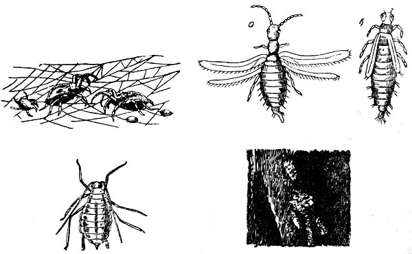 Тля строение тела. Внешнее строение тли. Тля схема. Зелёная яблонная тля яйца. Жизненный цикл тли схема.