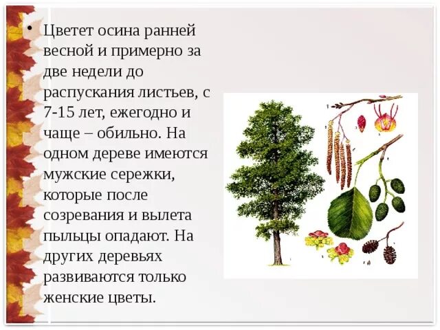 Рассказы осиной