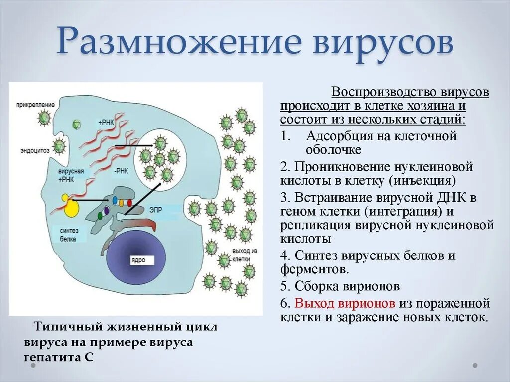 Как происходит размножение вирусов вызывающих спид