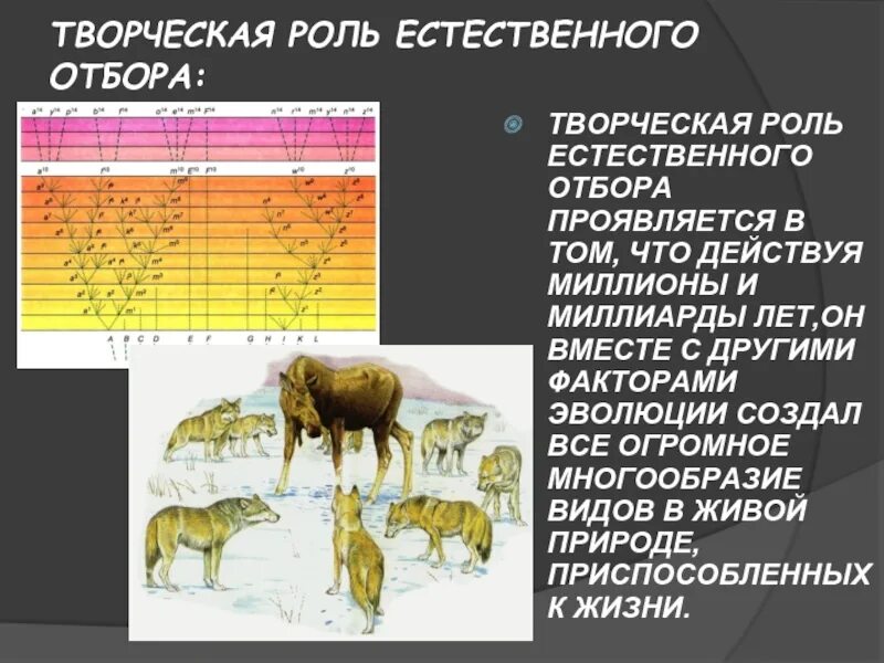 Творческая роль естественного. Творческая роль естественного. Творческая роль естественного. Творческая роль естественного. Естественный отбор главная движущая сила эволюции 11 класс.