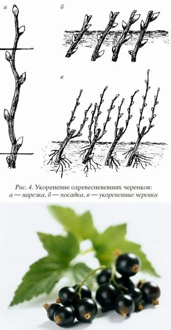 Как размножить смородину от куста. Черенкование черной смородины весной. Укоренение черенков смородины. Укоренение черной смородины черенками. Черенкование черной смородины.