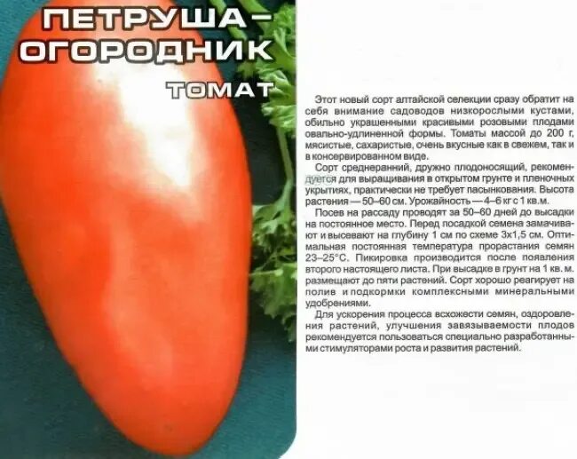 Семена томат Петруша-огородник. Сорт томатов Петруша огородник. Семена помидор Петруша огородник. Томат Петруша огородник урожайность.