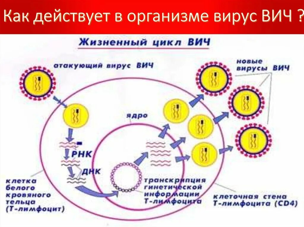 Сколько вирус живет в организме. Вирус в организме. Как вирус попадает в организм. Общение вирусов в организме.