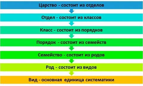 Почему необходима классификация растений какие систематические единицы