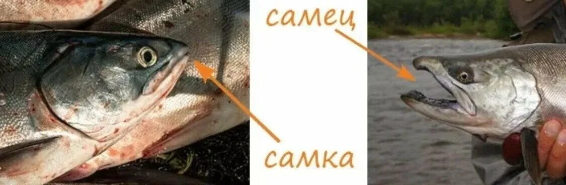 Как отличить горбушу самца от самки. Горбуша отличие самца от самки. горбуша самец и самка как отличить. горбуша самка и самец. рыба горбуша самка и самец отличия.