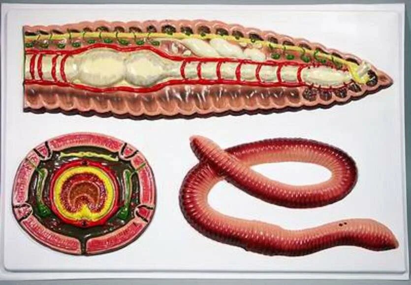 Крокодил спинной мозг дождевой червь. Малощетинковые кольчатые черви. Малощетинковые кольчатые черви строение. Барельефная модель "внутреннее строение дождевого червя". Малощетинковые черви строение.