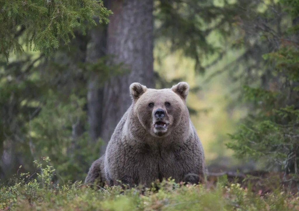 Медведь в челябинской области 2022. Бурый медведь в тайге. Широколиственные леса бурый медведь. Алясский бурыймедведь. Бурый медведь горного алтая.