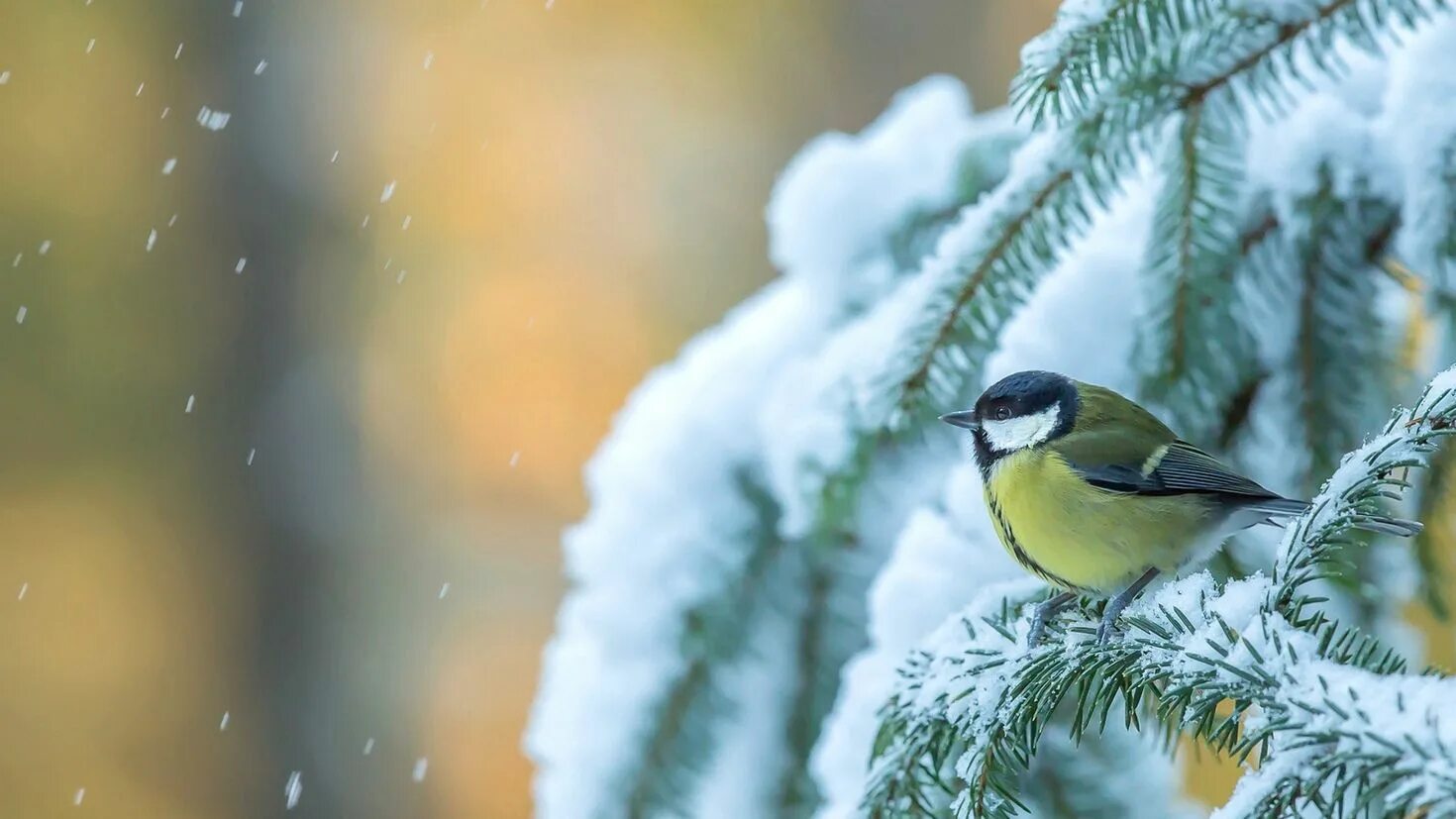 Вся природа чувствует приближение зимы