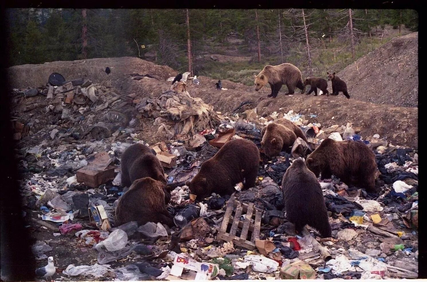 Медведи на свалке Камчатка.