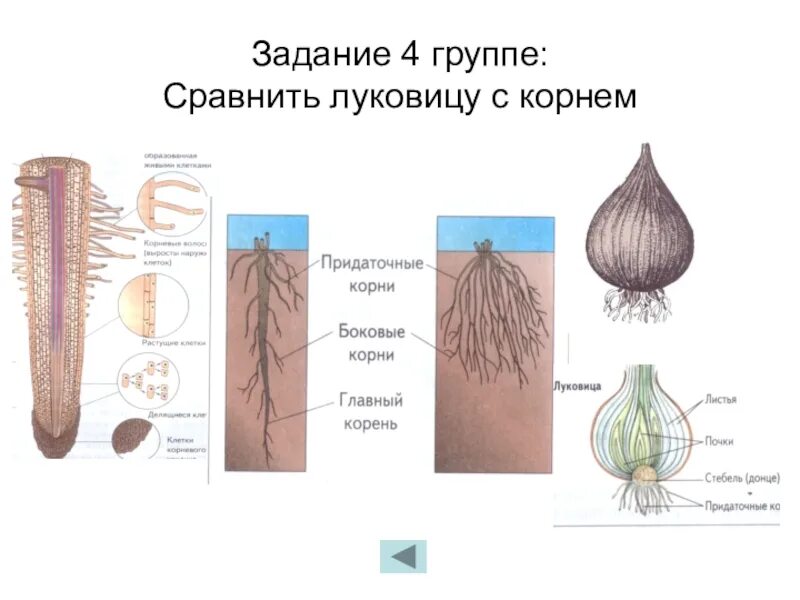 Какой тип корневой системы сформируется если луковицу. Корни луковицы. Луковица с корешками. Видоизменение придаточного корня.