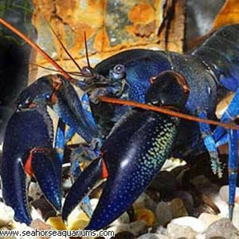 Почему рак черный. Пресноводные рачки. Крабы краснеют при варке. Гигантский черный краб. Почему рак черный.