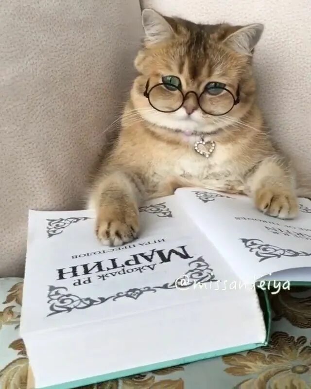 Кот и принтер gif. Умный кот видео. Кошка интеллигент. Умный кот видео. Умный кот видео.