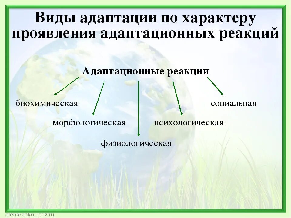 Разделение адаптации. Виды адаптации. Виды адаптации человека. Основные виды адаптации. Виды реакции адаптации.