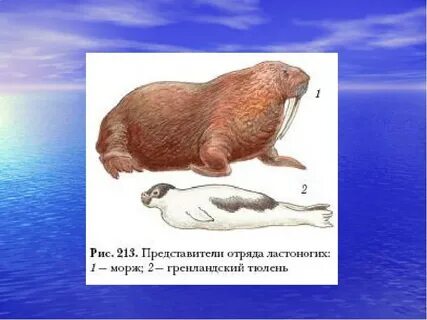 Китообразные ластоногие