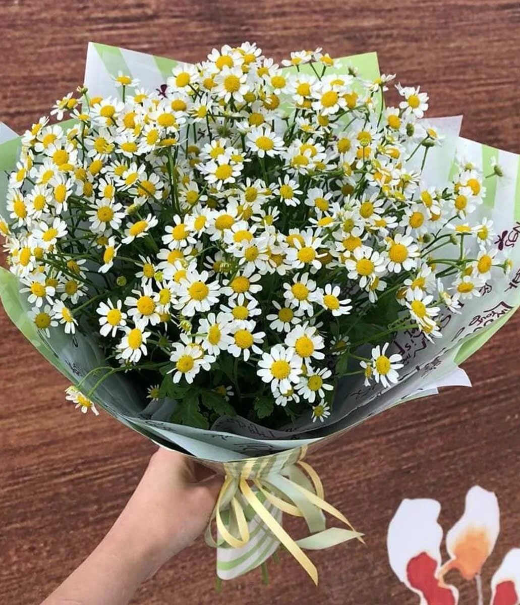 Букет из 25 кустовых ромашек. Букет из ромашек. Танацетум матрикария. Ромашка хризантема бакарди и танацетум букет. Матрикария цветок букет.