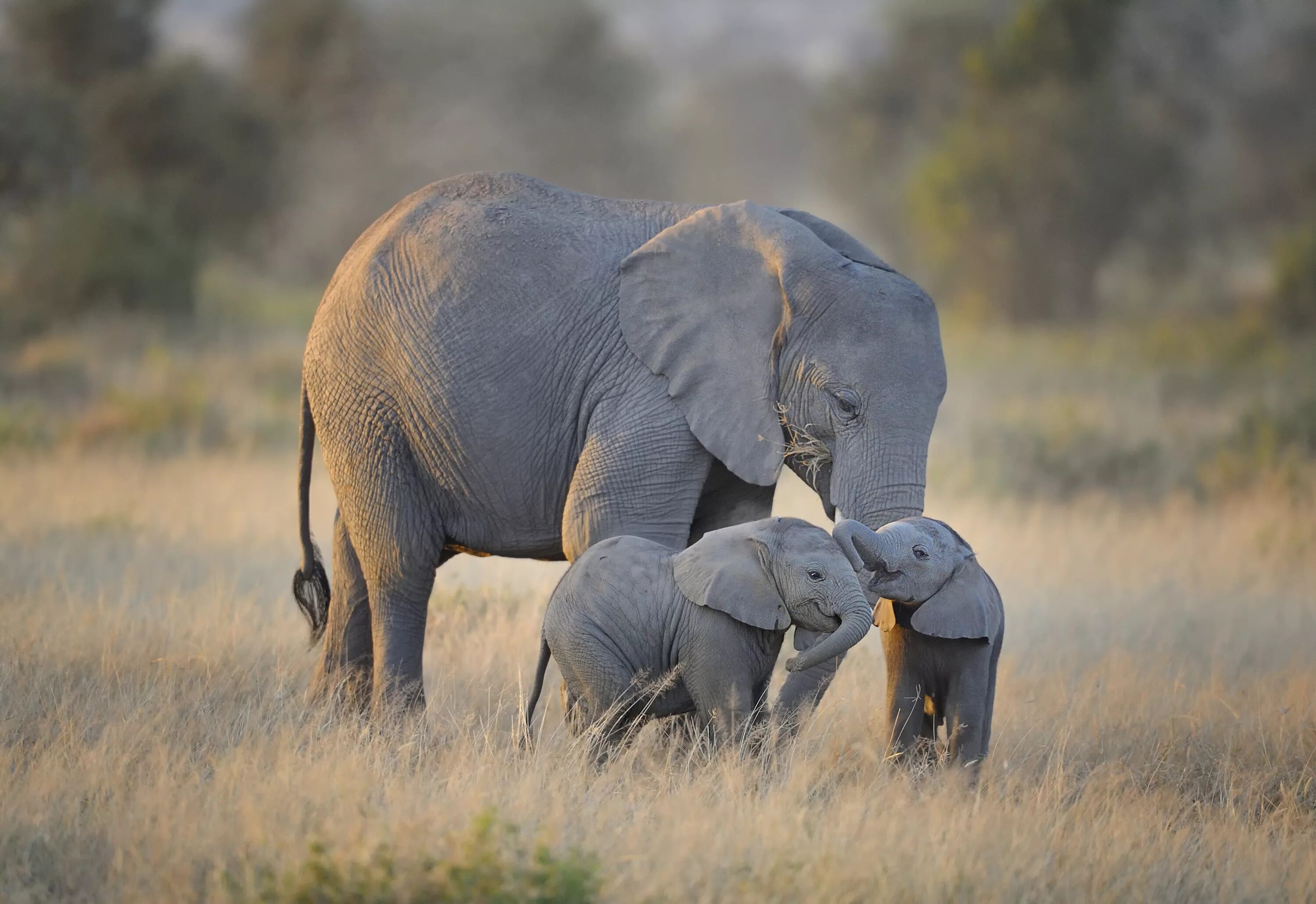An elephant