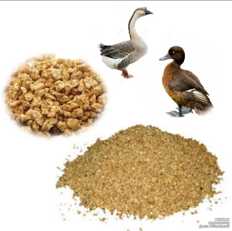 Корм для уток. Комбинированный корм для гусей. Зерно для домашних птиц. Домашние птицы.