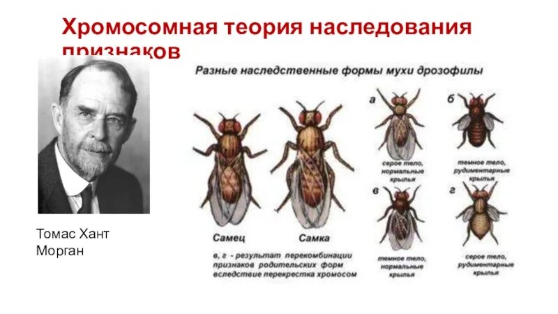 Хромосомная теория Томаса Моргана. Теория сцепленного наследования