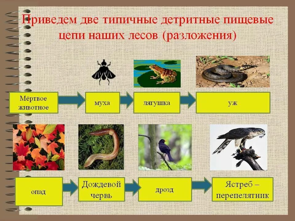 Детритные цепи питания. Пастбищная и детритная пищевые цепи. Детритная цепочка питания. Пастбищные и детритные цепи питания. Ястреб гусеница крапива дрозд