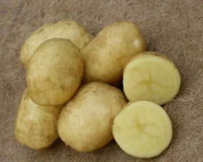 Желтые сорта картофеля
